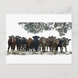 Cartão Postal O Herd