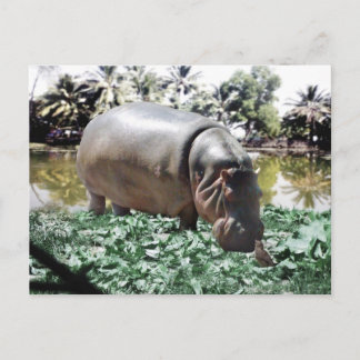 Cartão Postal O Hipopótamo & Pássaro