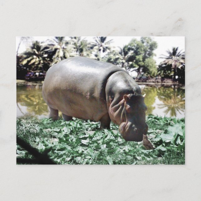Cartão Postal O Hippo E O Pássaro (Frente)