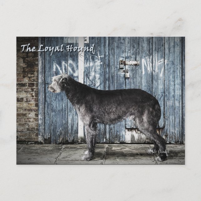 Cartão Postal O Hound Leal (Frente)