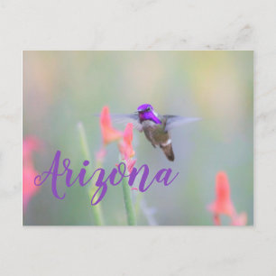Cartão Postal O Hummingbird da Costa na aproximação, Arizona p