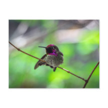 O Hummingbird de Anna