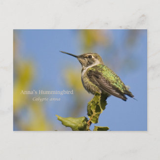 Cartão Postal O Hummingbird de Anna