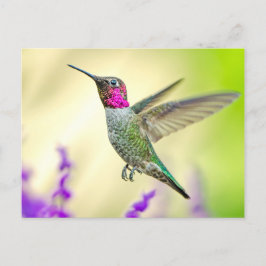Cartão Postal O Hummingbird de Anna no Voo