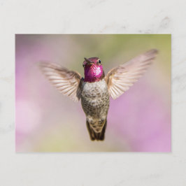 Cartão Postal O Hummingbird de Anna no Voo