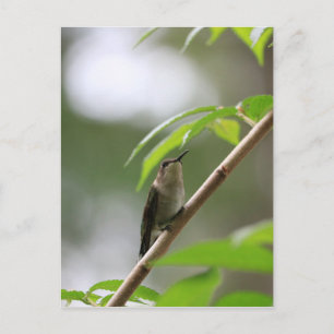 Cartão Postal O Hummingbird Observador