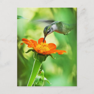 Cartão Postal O Hummingbird Toma Um Sip