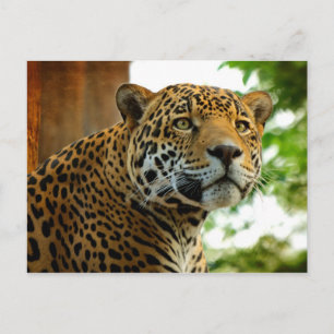 Cartão Postal O Jaguar
