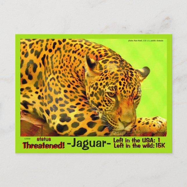 Cartão Postal O Jaguar é um animal em risco de extinção - (Frente)