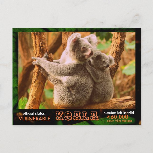 Cartão Postal O KOALA (Urso) está ameaçado, leia o seguinte: (Frente)