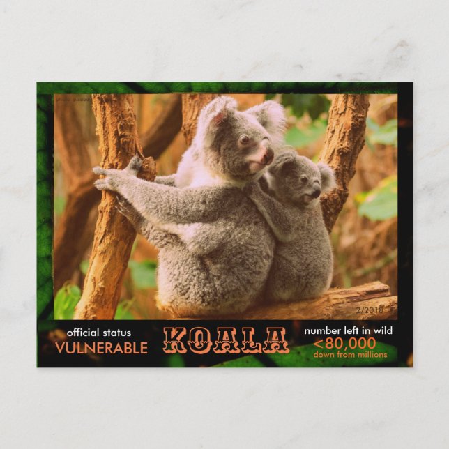 Cartão Postal O KOALA (Urso) está ameaçado, leia o seguinte:  - (Frente)