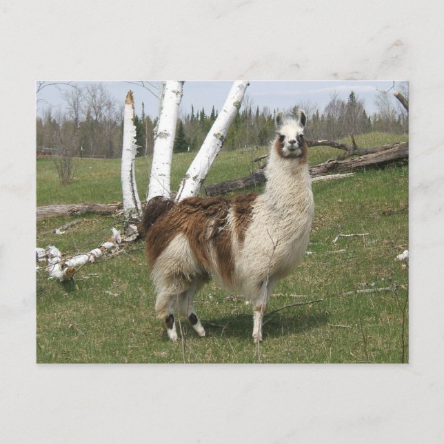 CARTÃO POSTAL O LAMA DIÁRIO (Frente)