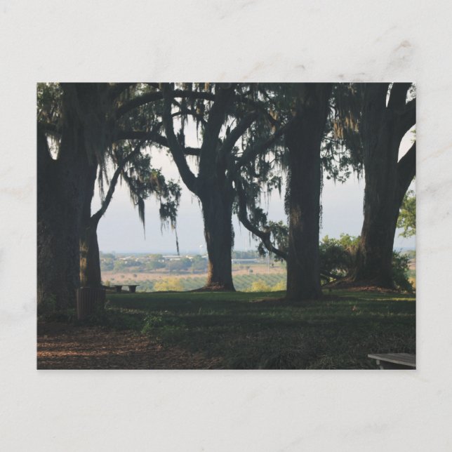 Cartão Postal O Laranjeiro Passando pelas Árvores de Oak (Frente)