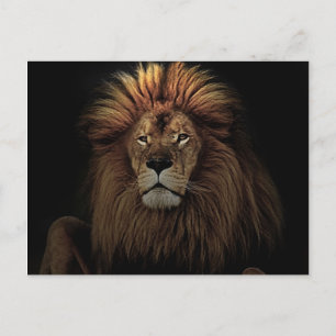 Cartão Postal O Leão Orgulhoso Africano Dourado