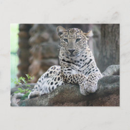 Cartão Postal O Leopardo Da Vida Selvagem Está Em Um Ramo De Árv