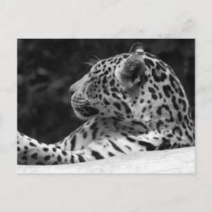Cartão Postal "O leopardo do acordo "