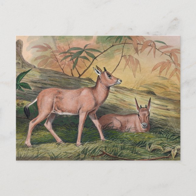 Cartão Postal O Leucoryx de Joseph Wolf (Frente)