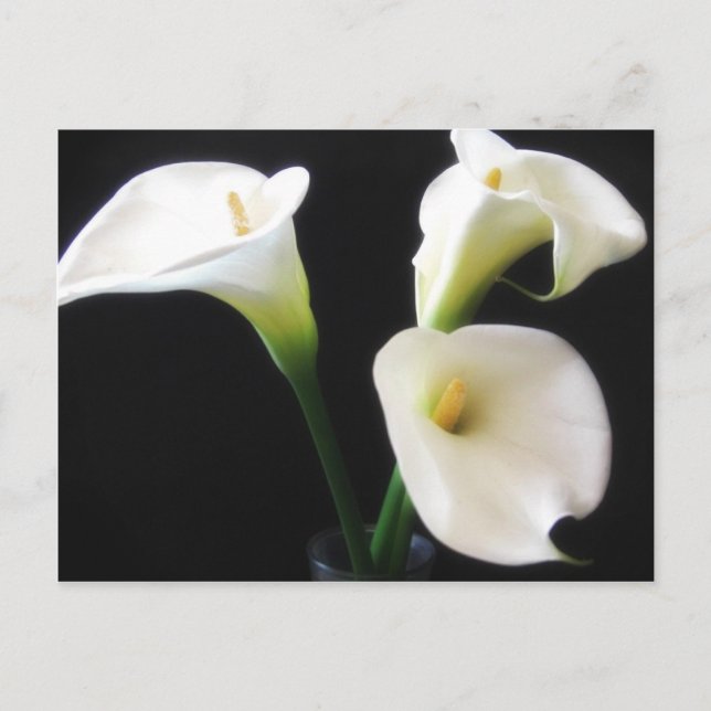 Cartão Postal O lírio de Calla elegante floresce 12 (Frente)