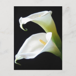 Cartão Postal O lírio de Calla elegante floresce 8