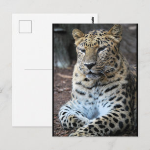 Cartão Postal O Majestoso Leopardo