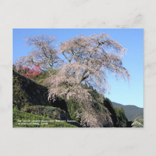 Cartão Postal O "Matabei Zakura" floresce a cereja em gota