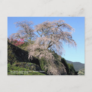Cartão Postal O "Matabei Zakura" floresce a cereja em gota