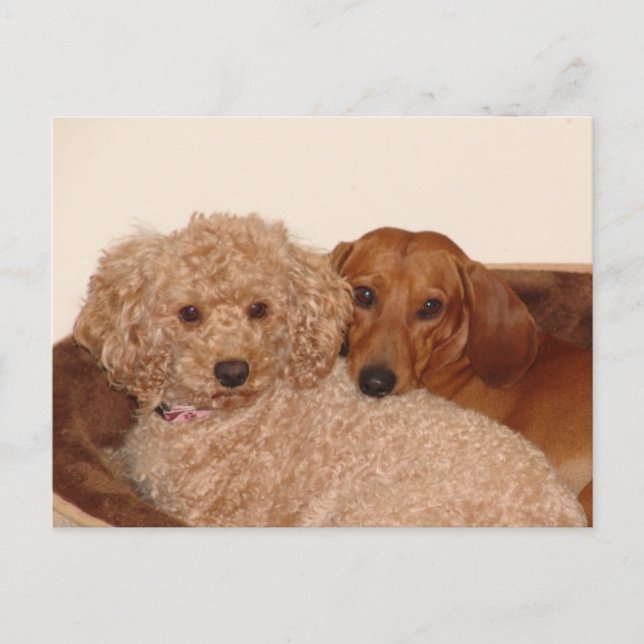 Cartão Postal O melhor amigo (Frente)