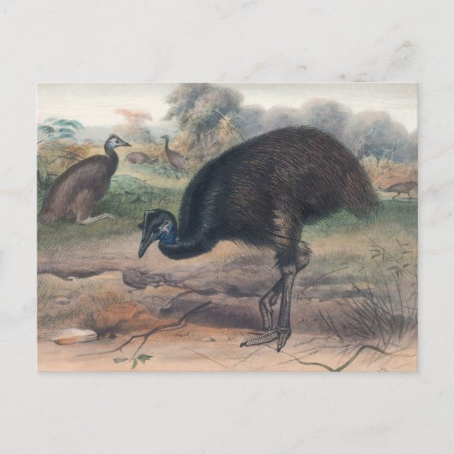 Cartão Postal O Mooruk por Joseph Wolf (Frente)