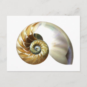 Cartão Postal O Nautilus Shell