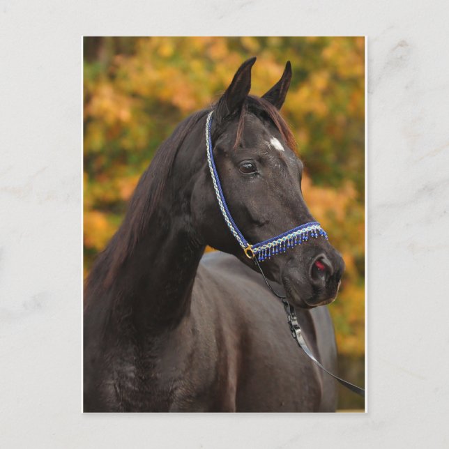 Cartão Postal O Nobre Árabe (Frente)