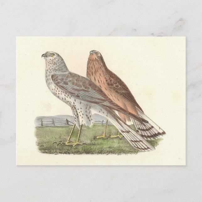 Cartão Postal O Norte Harrier NY Bird (Frente)