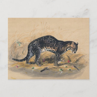 Cartão Postal O ocelot pintado por Joseph Wolf