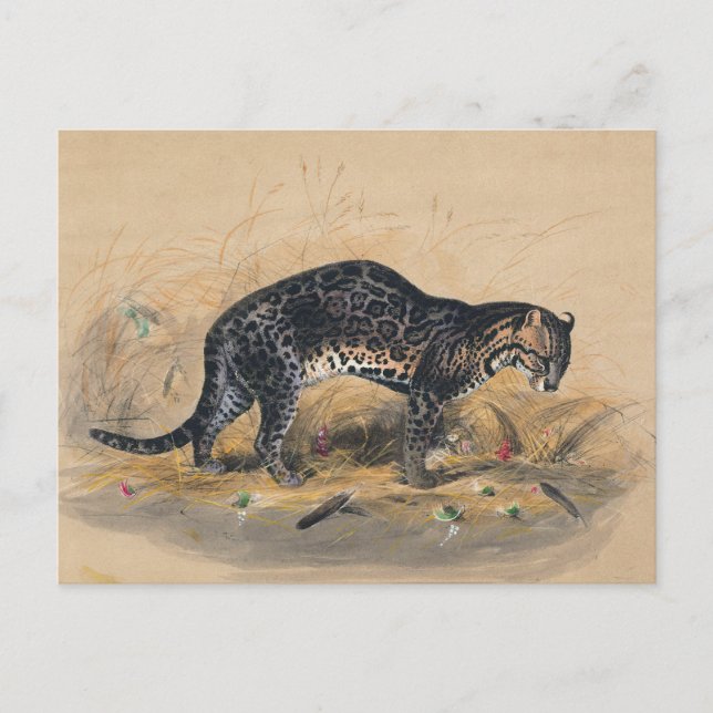 Cartão Postal O ocelot pintado por Joseph Wolf (Frente)