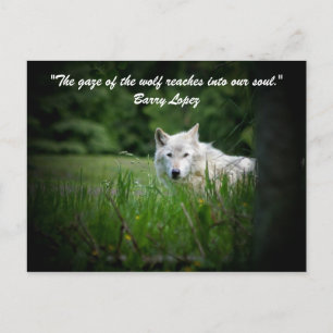 Cartão Postal O olhar do lobo entra...