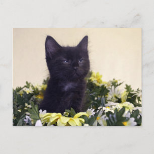 Cartão Postal "O Olho" Black Kitten