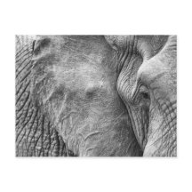 O olho de um elefante