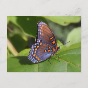 Cartão Postal "O Orgulhoso" Fotografia Borboleta