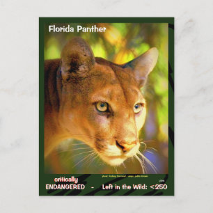 Cartão Postal O Pantera da Flórida, um animal ameaçado de exti