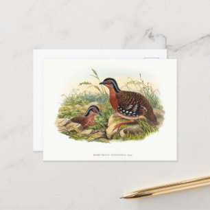 Cartão Postal O papa-vermelho (Bambusicola hyperythra)