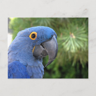 Cartão Postal O papagaio azul da Helaine