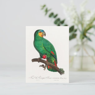 Cartão Postal O papagaio-moleiro