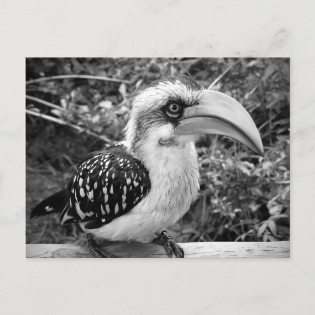 Cartão Postal O pássaro Hornbill fecha olhando a câmera bw (Frente)