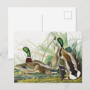 Cartão Postal O Pato-mergulhão-mergulhão Pintura de Pássaros de 