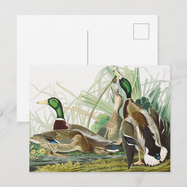 Cartão Postal O Pato-mergulhão-mergulhão Pintura de Pássaros de  (Frente/Verso)