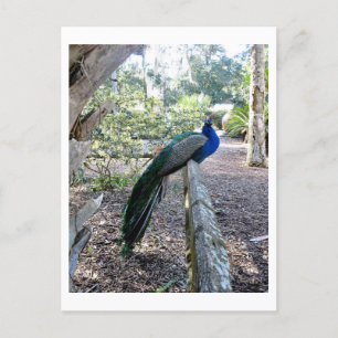 Cartão Postal O Pavão