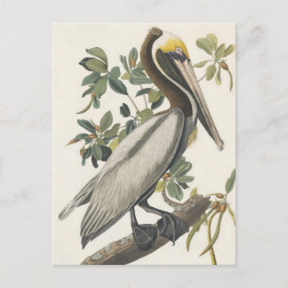Cartão Postal O Pelicano Marrom de Audubon