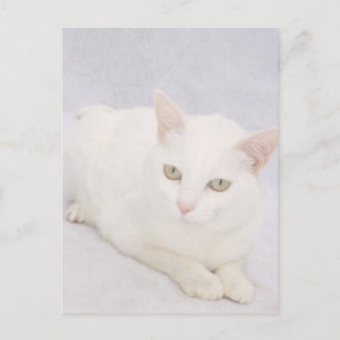 Cartão Postal O Pequeno Gato Branco