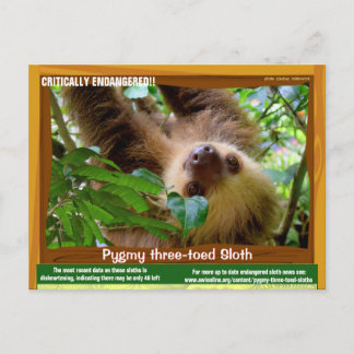 Cartão Postal O Pgymy ThreeToed Sloth está criticamente ameaçado