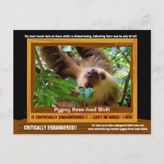 Cartão Postal O Pgymy ThreeToed Sloth está criticamente ameaçado