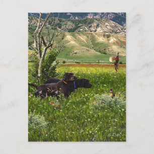 Cartão Postal O Ponteiro